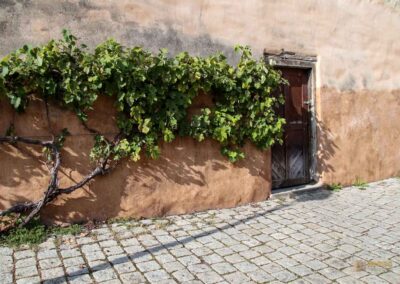 Stadtmauerrundgang in Nördlingen