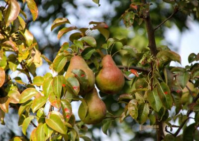 Stadtmauerrundgang in Nördlingen