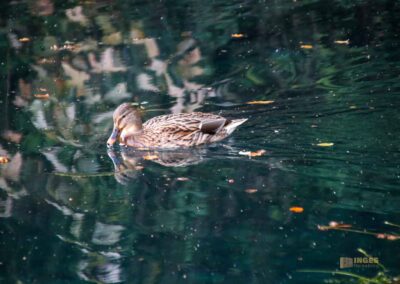am Brenztopf in Königsbronn