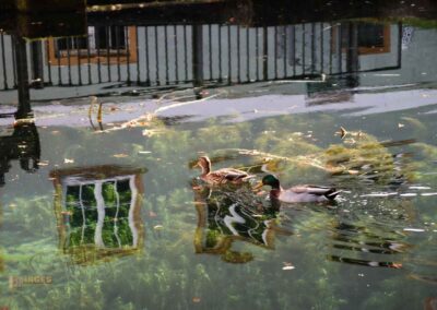 am Brenztopf in Königsbronn