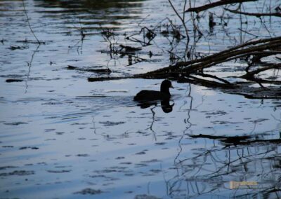 Itzelberger See bei Königsbronn
