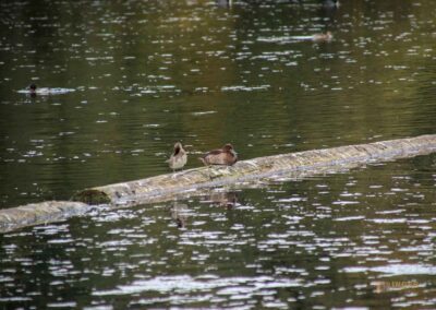 Itzelberger See bei Königsbronn