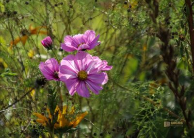 Beim Talauesee in Waiblingen 1064