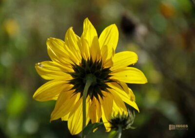 Beim Talauesee in Waiblingen 1072