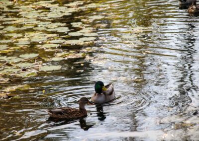 Beim Talauesee in Waiblingen 1090