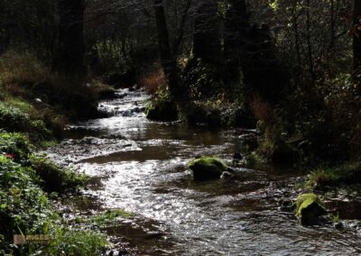 Brühlbach bei Bad Urach 0077