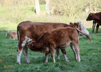 Im Maisental bei Bad Urach 0418