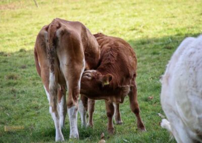 Im Maisental bei Bad Urach 0434