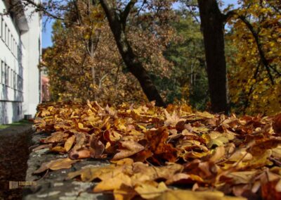 Mauergang in Waiblingen 0182
