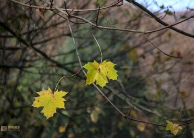Natur am Brühlbach bei Bad Urach 0082