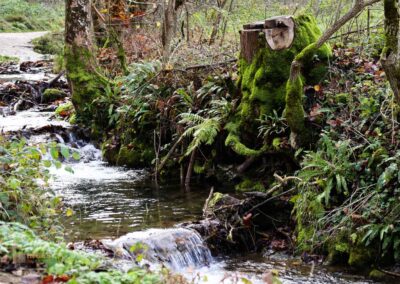 Natur am Brühlbach bei Bad Urach 0111