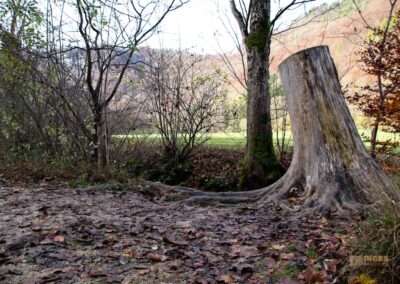Natur am Brühlbach bei Bad Urach 0171