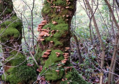 Natur am Brühlbach bei Bad Urach 0182