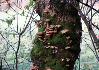 Natur am Brühlbach bei Bad Urach 0184