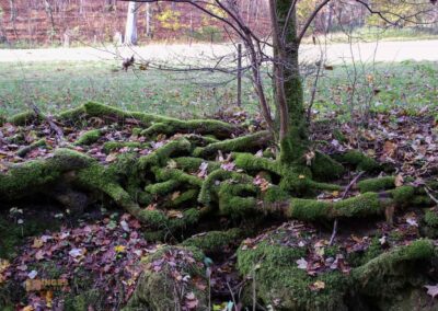 Natur am Brühlbach bei Bad Urach 0191
