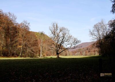 Natur im Maisental beim Uracher Wasserfall 0219