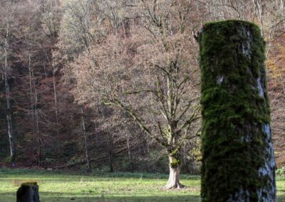 Natur im Maisental beim Uracher Wasserfall 0239