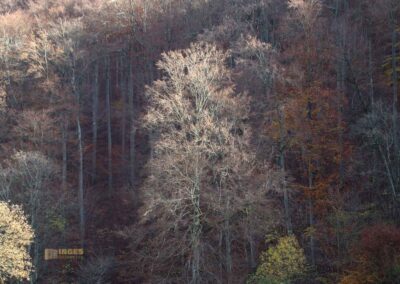 Natur im Maisental beim Uracher Wasserfall 0320