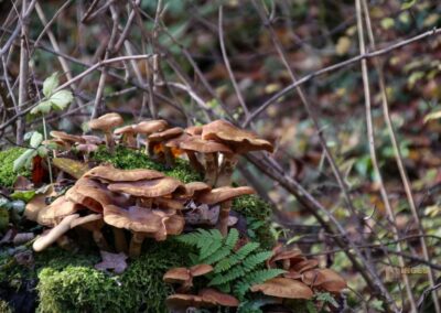 Natur im Maisental beim Uracher Wasserfall 0343
