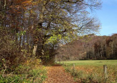 Natur im Maisental beim Uracher Wasserfall 0364