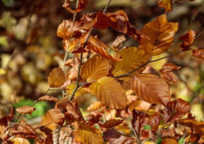 Natur im Maisental beim Uracher Wasserfall 0373