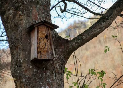 Natur im Maisental beim Uracher Wasserfall 0393