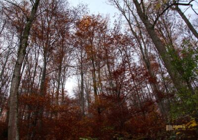 Natur im Maisental beim Uracher Wasserfall 0444