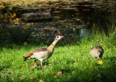 Nilgänse in der Talaue in Waiblingen 0948