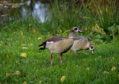 Nilgänse in der Talaue in Waiblingen 0962