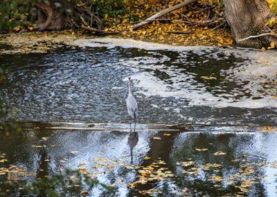 Stauwehr an der Rems in Waiblingen 4941