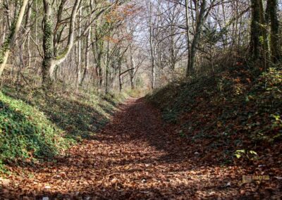 Weg zur Ruine Rosenstein 0869