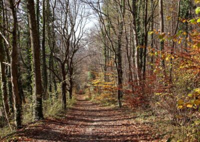 Weg zur Ruine Rosenstein 0885