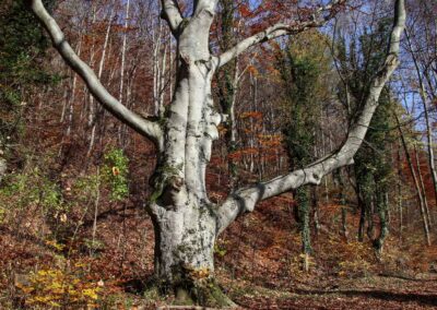 Weg zur Ruine Rosenstein 0891