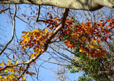 Weg zur Ruine Rosenstein 0899