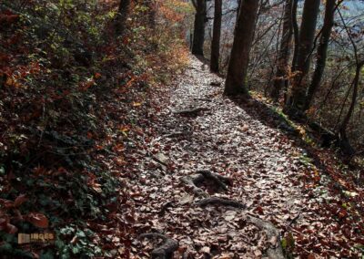 Weg zur Ruine Rosenstein 0917