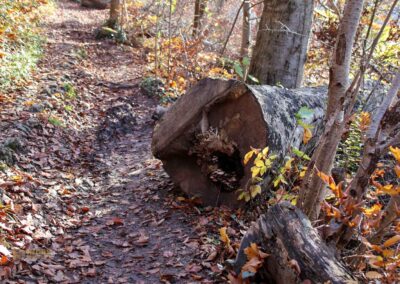 Weg zur Ruine Rosenstein 0938