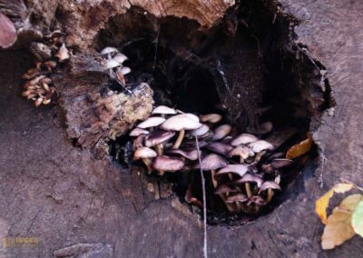 Weg zur Ruine Rosenstein 0954