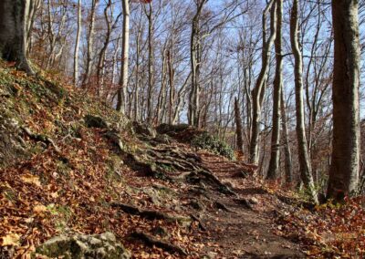 Weg zur Ruine Rosenstein 0967