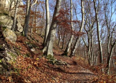 Weg zur Ruine Rosenstein 0979