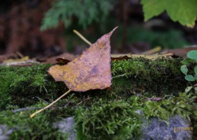 Weg zur Talaue Waiblingen 0993