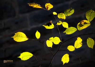 bei Burg Wäscherschloss 0149