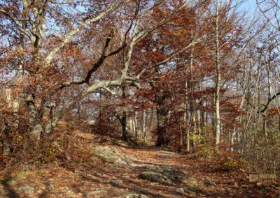 zum Aussichtspunkt auf dem Rosenstein 1163