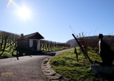Weinberge Strümpfelbach 0450