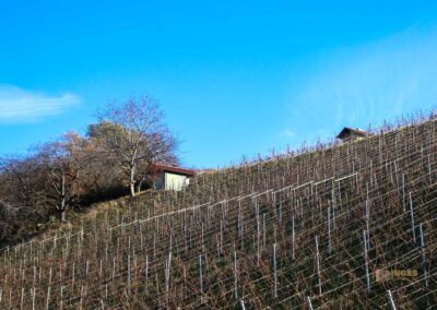 Weinberge Strümpfelbach 0593