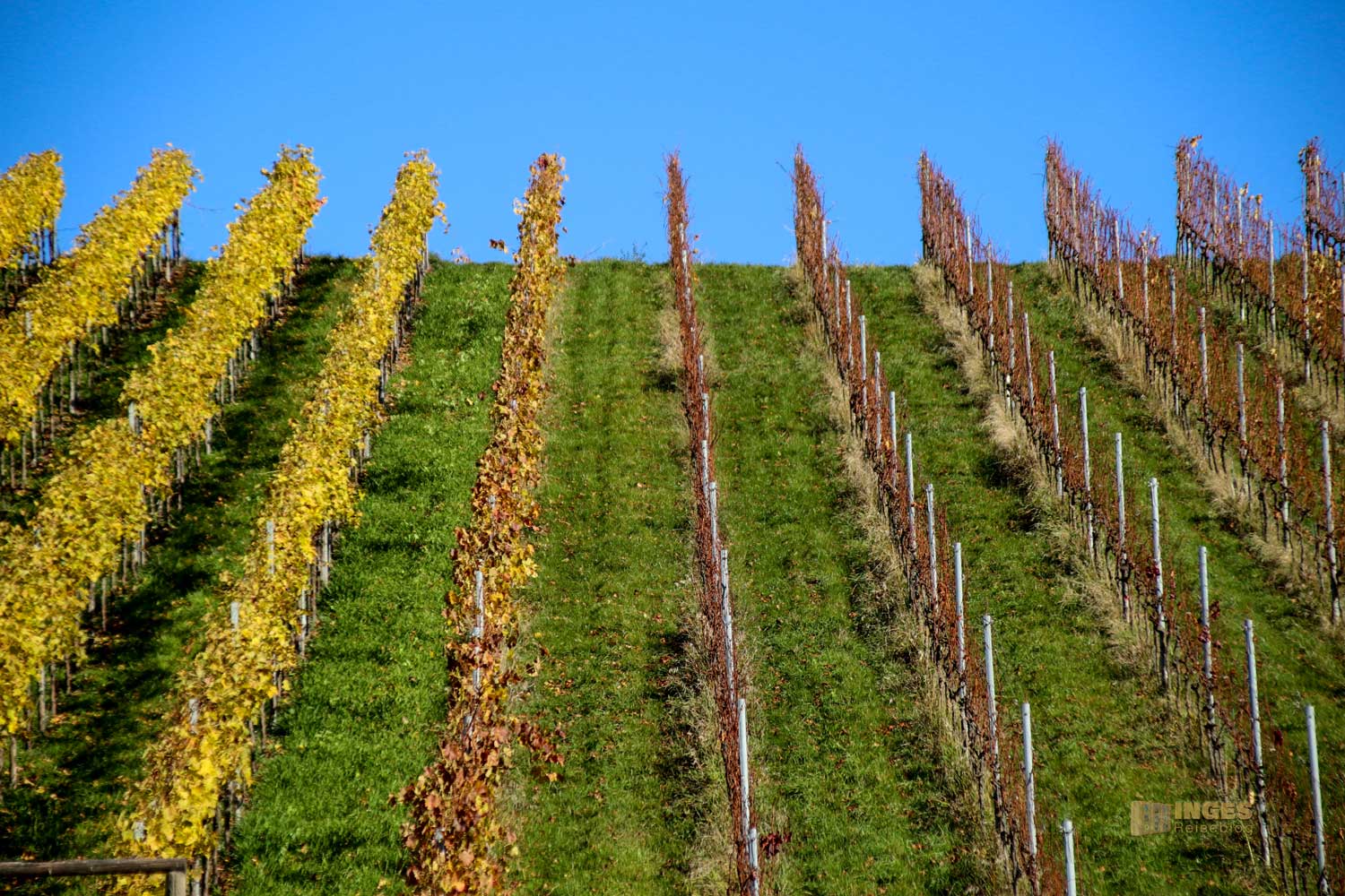 Weinberge bei der Alten Kelter Strümpfelbach 0343 Weinberge bei der Alten Kelter Strümpfelbach 0343
