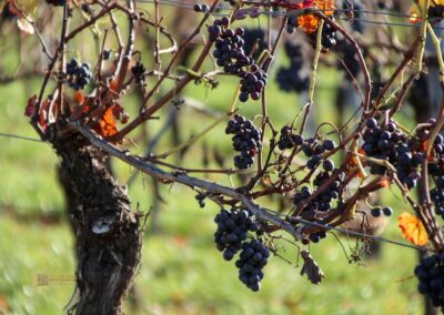Weinberge um Strümpfelbach 0417