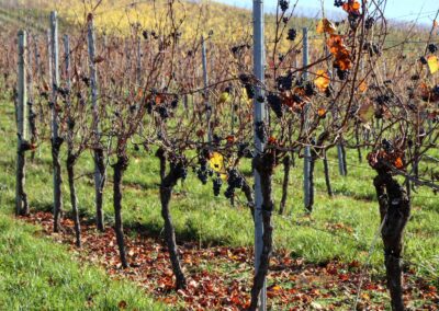 Weinberge um Strümpfelbach 0414