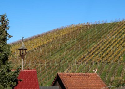 Weinberge um Strümpfelbach 0434