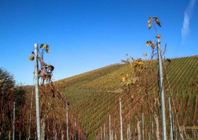Weinberge um Strümpfelbach 0447