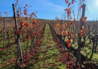 Weinberge um Strümpfelbach 0452